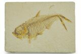 Detailed Fossil Fish (Diplomystus) - Wyoming #373805-1